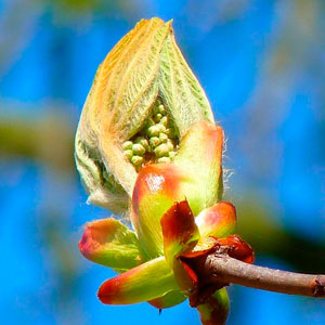 chestnut bud portal floral a