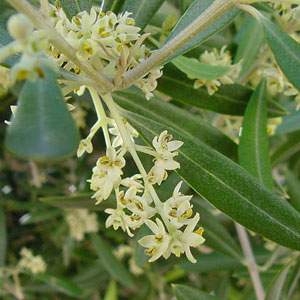 olive portal floral a